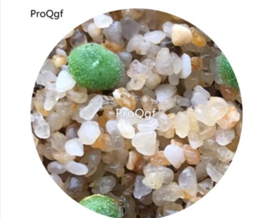 160usd Ngryise 20Pcs A Set Conophytum  LAV.26767A seed