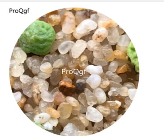 160usd Ngryise 20Pcs A Set Conophytum  C.angelicae PVB9479 Seed
