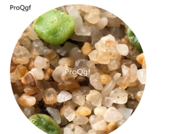 160usd Ngryise 20Pcs A Set Conophytum  1410.657  Seed
