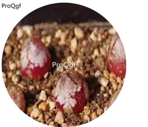 180usd Ngryise 30Pcs A Set red conophytum burgeri flower seed