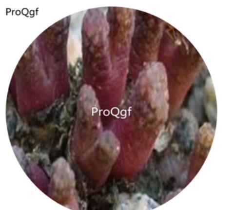 180usd Ngryise 30Pcs A Set DwarfGiantFarm Conophytum reconditum A.R.Mitchell 1984  seed