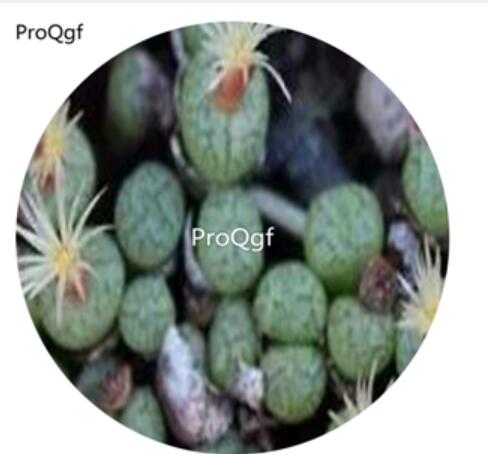180usd Ngryise 30Pcs A Set Conophytum viridicatum Rare Seed