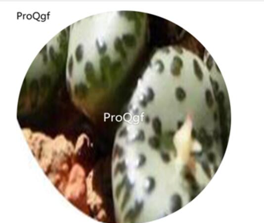 180usd Ngryise 30Pcs A Set Conophytum ursprungianum Flower Seed