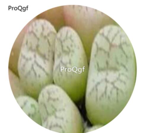 30Pcs A Set Conophytum scitulum Rare Seed