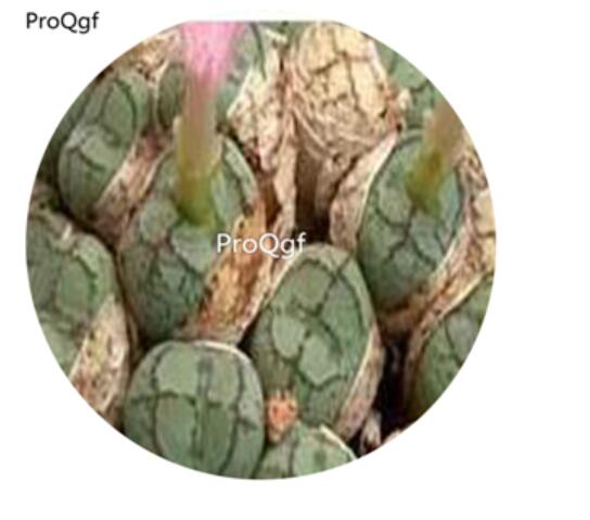 180usd Ngryise 30Pcs A Set Conophytum placitum Rare Nice Seed