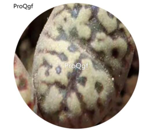 180usd Ngryise 30Pcs A Set Conophytum pellucidum var. neohallii flower seed