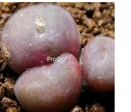 250usd Ngryise 50pcs depressum SB1612 seed