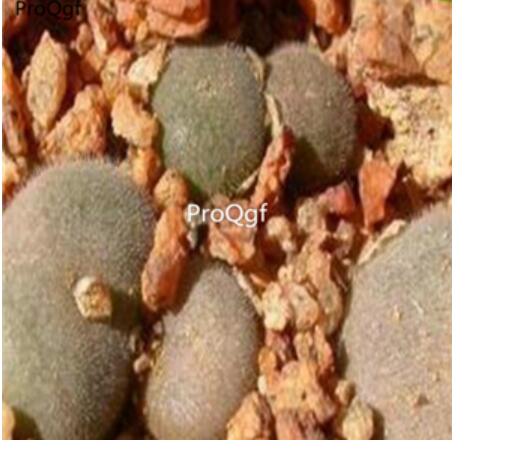 250usd Ngryise 50pcs depressum ry 1806 seed