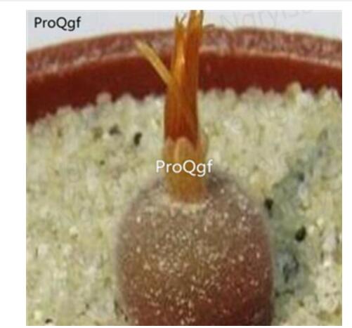 250usd Ngryise 50pcs depressum cr1563 seed