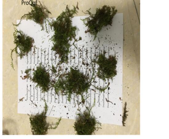 39usd Ngryise 10pcs feather moss plant