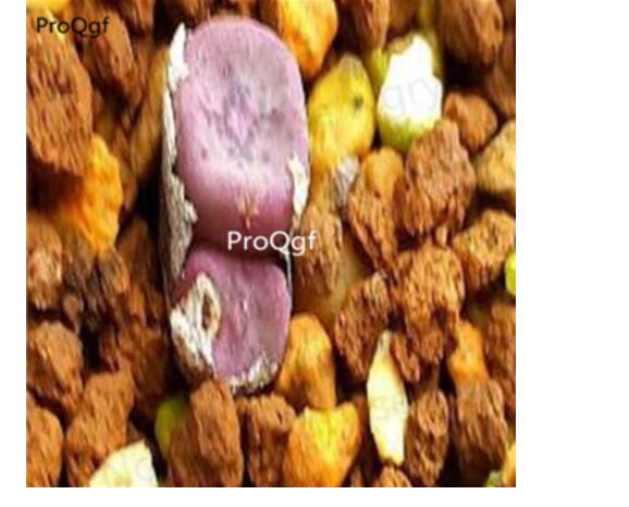 250usd Ngryise 50pcs cubicum x fragile red face seed