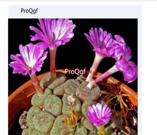 250usd Ngryise 50pcs cubicum Purple Eye seed