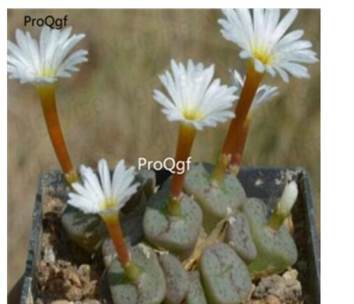 250usd Ngryise 50pcs cubicum Pavelka seed