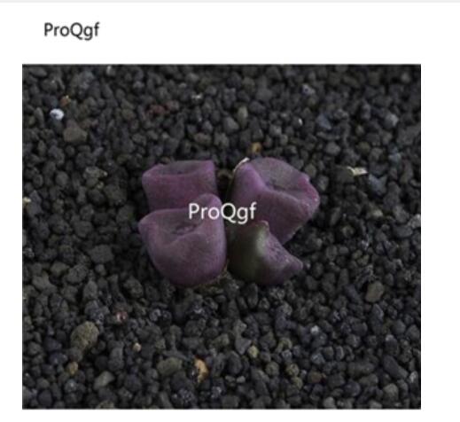 250usd Ngryise 50pcs cubicum PAV S.N seed