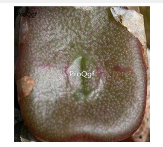 250usd Ngryise 50pcs cubicum MG1415 seed