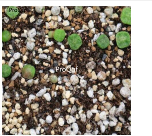 250usd Ngryise 50pcs cubicum M.1410.654 seed
