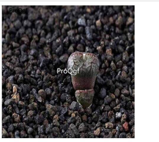 250usd Ngryise 50pcs comptonii Vanrhynspas seed