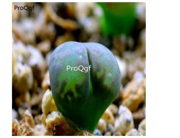 250usd Ngryise 50pcs comptonii v. weberi SH387 seed