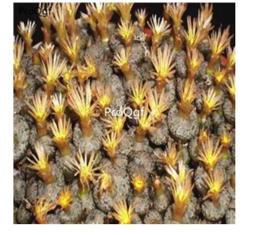 250usd Ngryise 50pcs comptonii TS 499 seed
