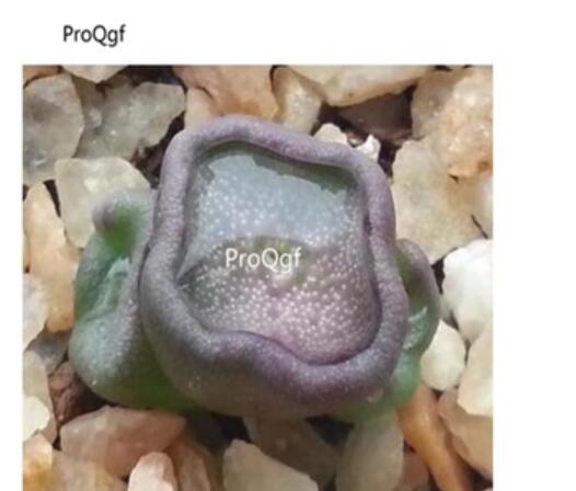 250usd Ngryise 50pcs Conophytum cubicum locality seed