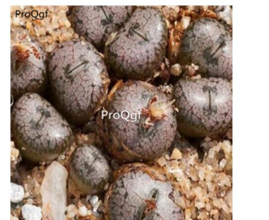 250usd Ngryise 50pcs comptonii  obcordellum seed
