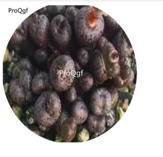 250usd Ngryise comptonii SH.312 85 seed
