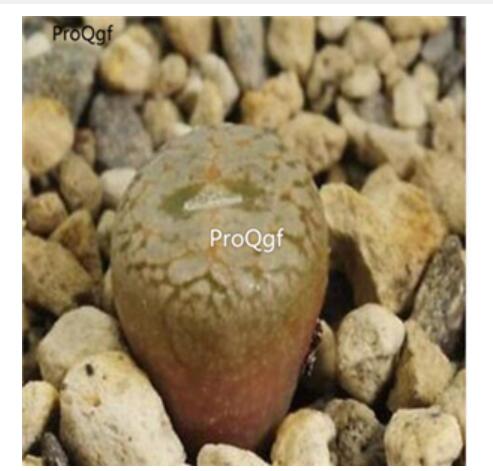 250usd Ngryise 50pcs comptonii SE Nieuwoudtville seed