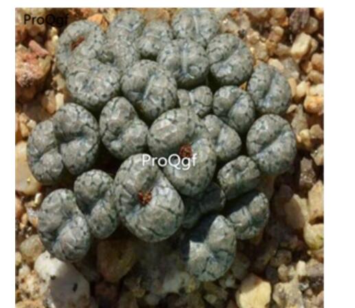 250usd Ngryise 50pcs a set comptonii SB 814 seed