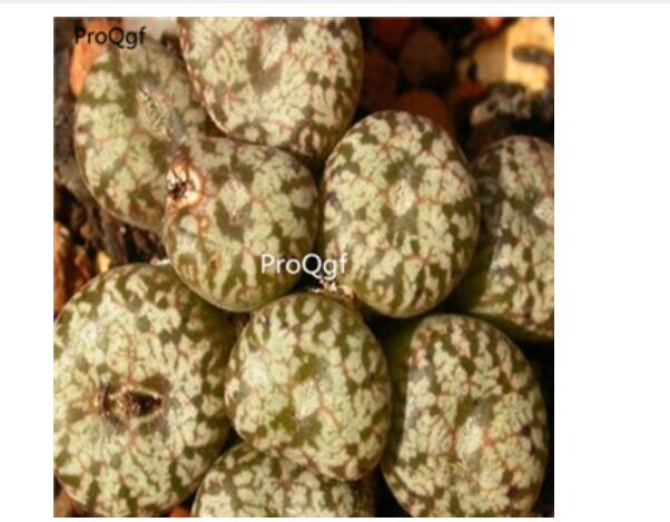 250usd Ngryise 50pcs comptonii R.1746 seed
