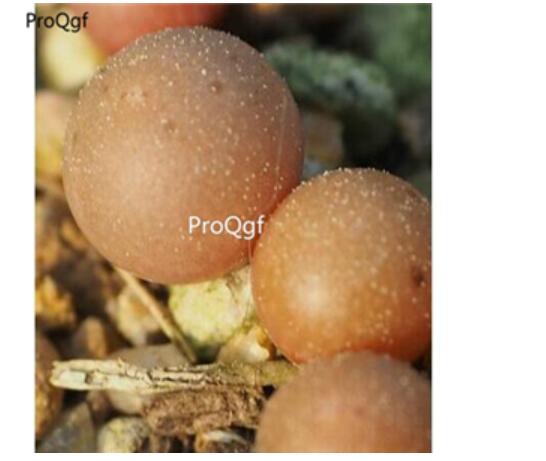 250usd Ngryise 50pcs maughanii latum SB.1495 seed