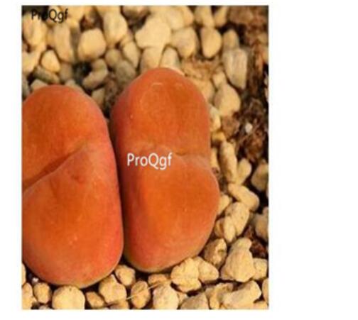 250usd Ngryise 50pcs maughanii 1801 seed