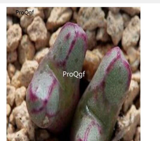 250usd Ngryise 50pcs luckhoffii SH500 seed