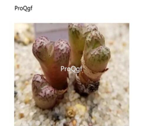 250usd Ngryise 50pcs Luckhoffii SB1208 seed