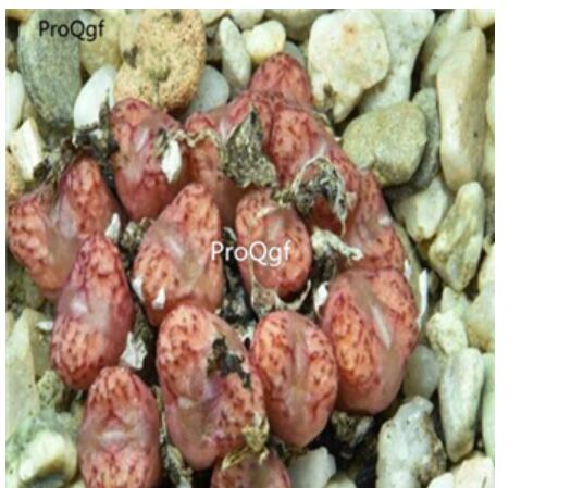 250usd Ngryise 50pcs luckhoffii RR907 seed