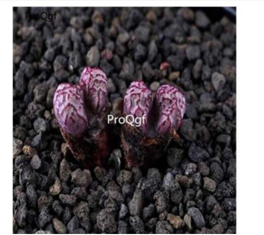 250usd Ngryise 50pcs luckhoffii red line seed