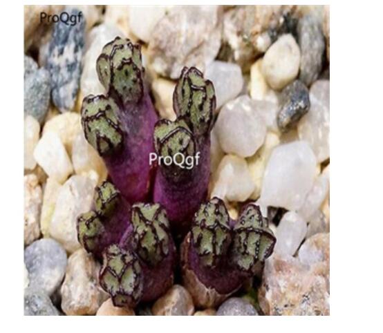 250usd Ngryise 50pcs luckhoffii EVJ8266 seed