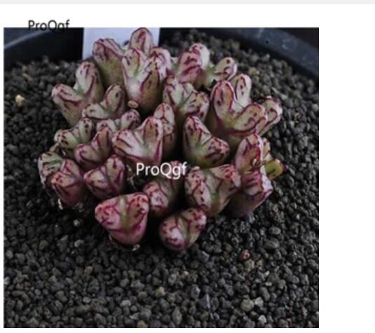 250usd Ngryise 50pcs luckhoffii EVJ 8226 seed