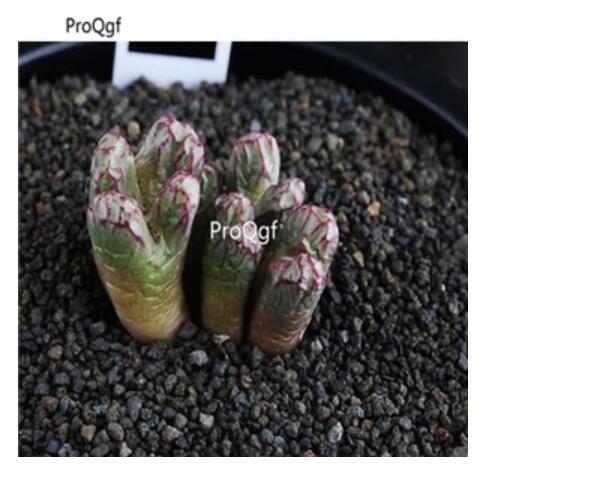 250usd Ngryise 50pcs luckhoffii engel purto seed