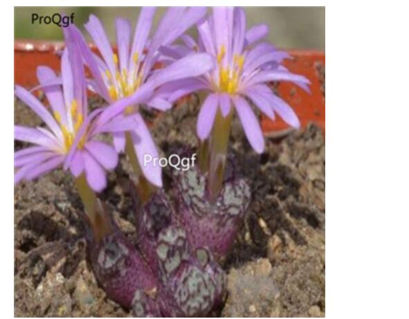 250usd Ngryise 50pcs luckhoffii edwardsiae seed