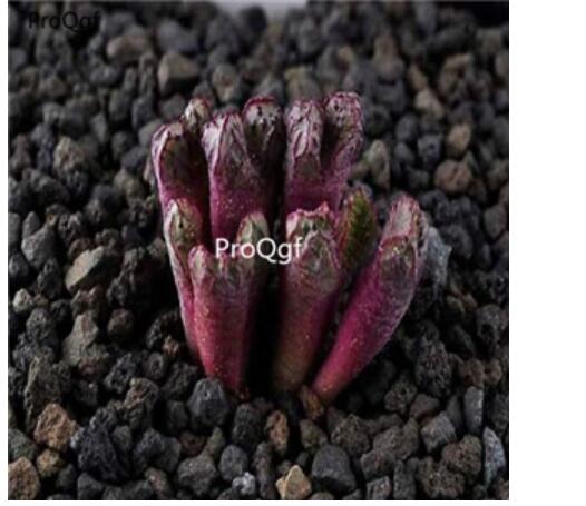250usd Ngryise 50pcs luckhoffii ARM1052 seed