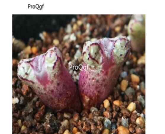 250usd Ngryise 50pcs luckhoffii ARM.428 seed