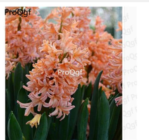 15usd champagne  Ngryise 5pcs Hyacinthus orientalis Bulb