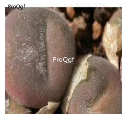250usd Ngryise 50pcs depressum subsp.perdurans mg.1411.15 seed