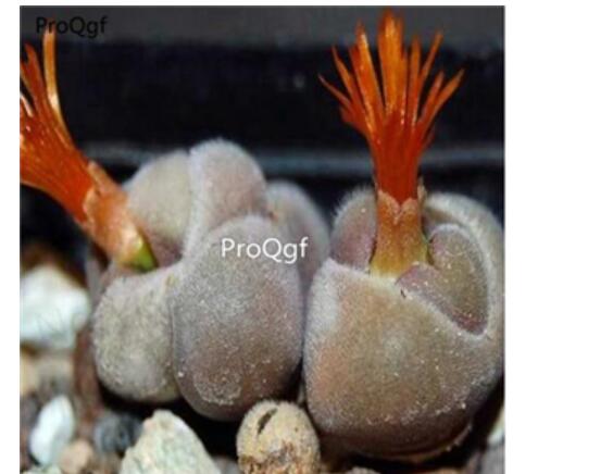 250usd Ngryise 50pcs perdurans CR 1563 seed