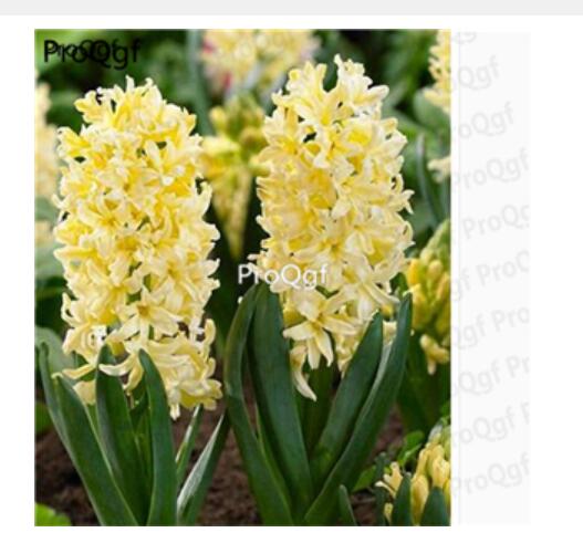 15usd yellow Ngryise 5pcs Hyacinthus orientalis Bulb