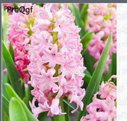 15usd pink Ngryise 5pcs Hyacinthus orientalis Bulb