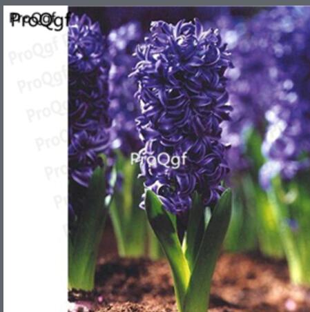 15usd dark blue Ngryise 5pcs Hyacinthus orientalis Bulb