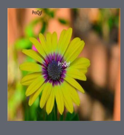 19usd green Ngryise 3000pcs Gerbera jamesonii seed