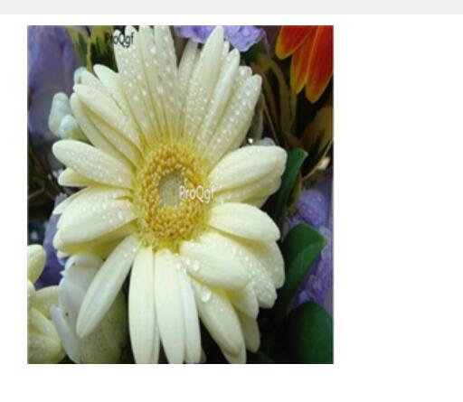 19usd white Ngryise 3000pcs Gerbera jamesonii seed