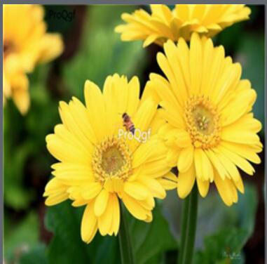 19usd yellow Ngryise 3000pcs Gerbera jamesonii seed